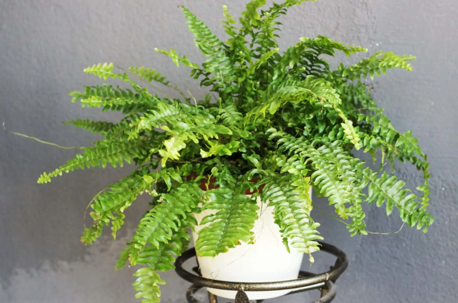 a Nephrolepis plant in sunlight