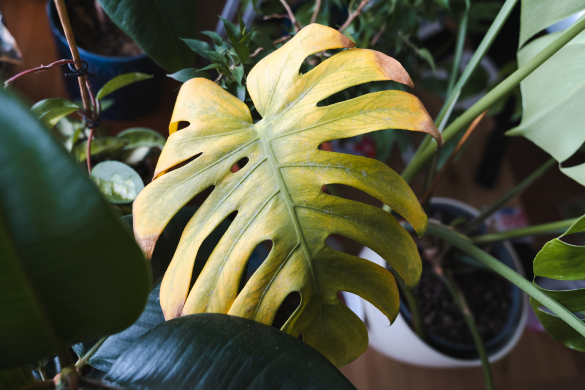 Why Is My Monstera Turning Yellow? Possible Causes & Solutions