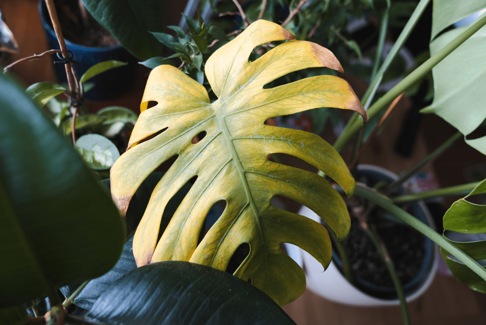 a yellow Monstera leaf that has been transplanted