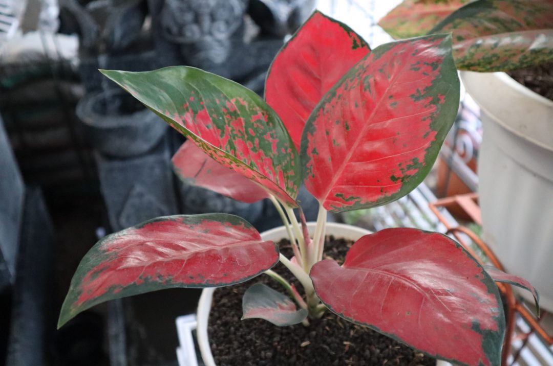 20 Aglaonema Varieties For Every Home And Their Care Guides