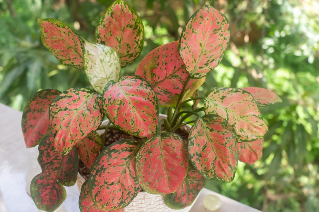 20 Aglaonema Varieties For Every Home And Their Care Guides