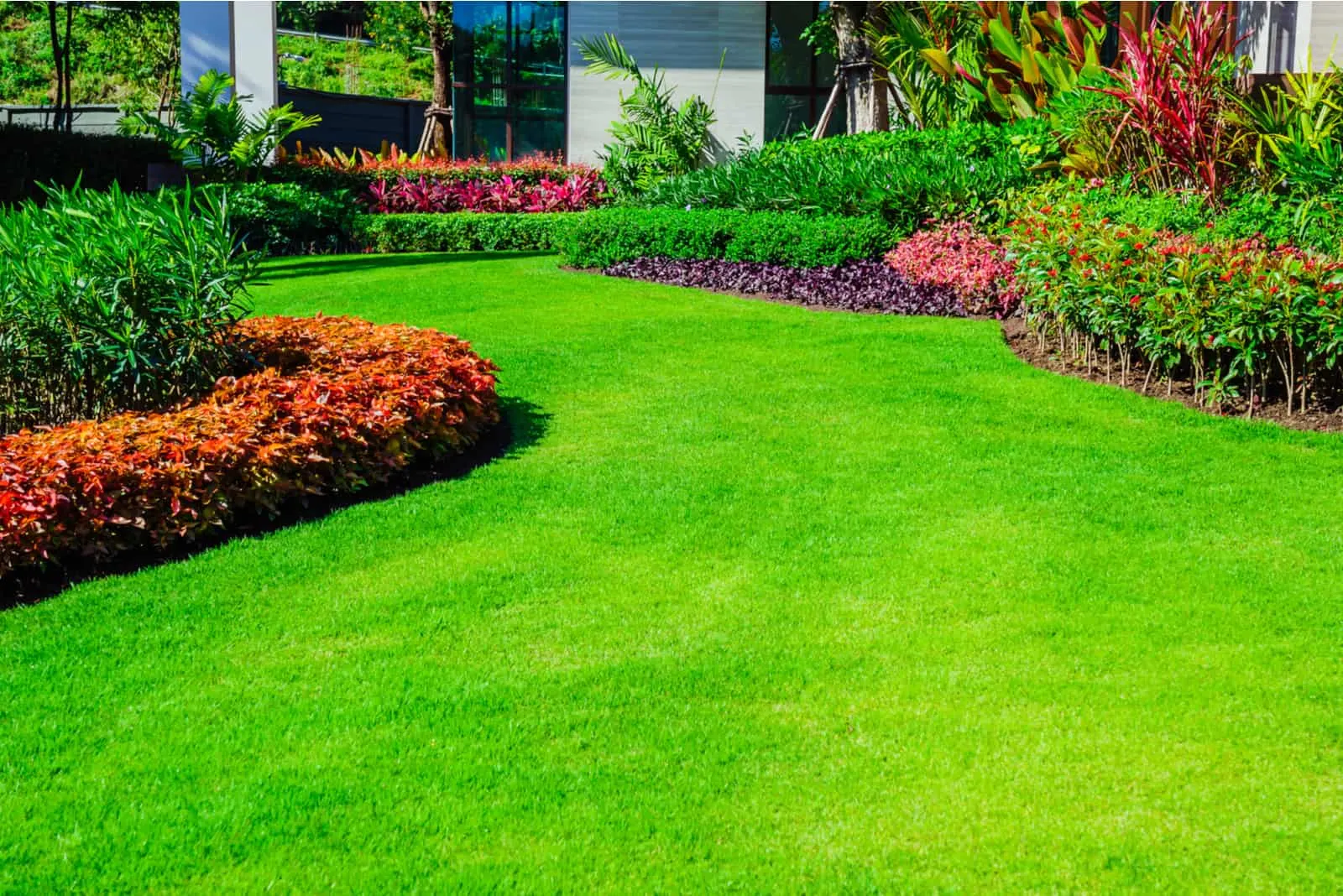 beautiful green and thick lawn