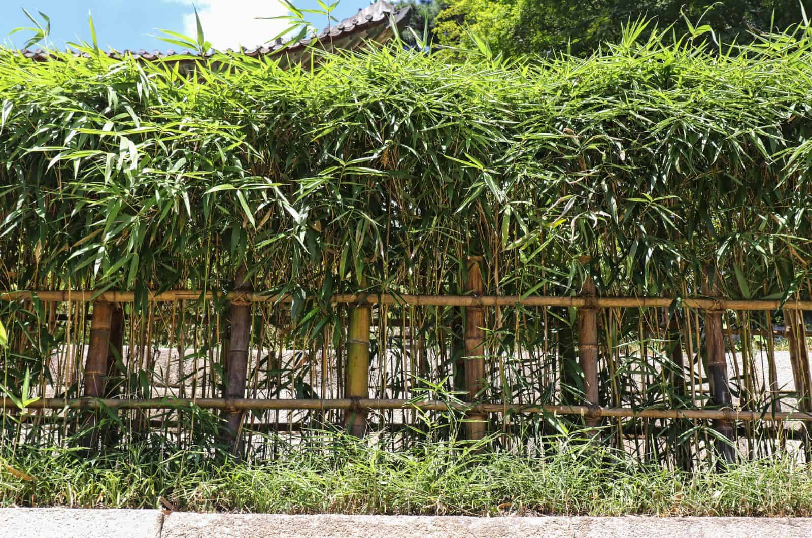 big Bamboo Hedge