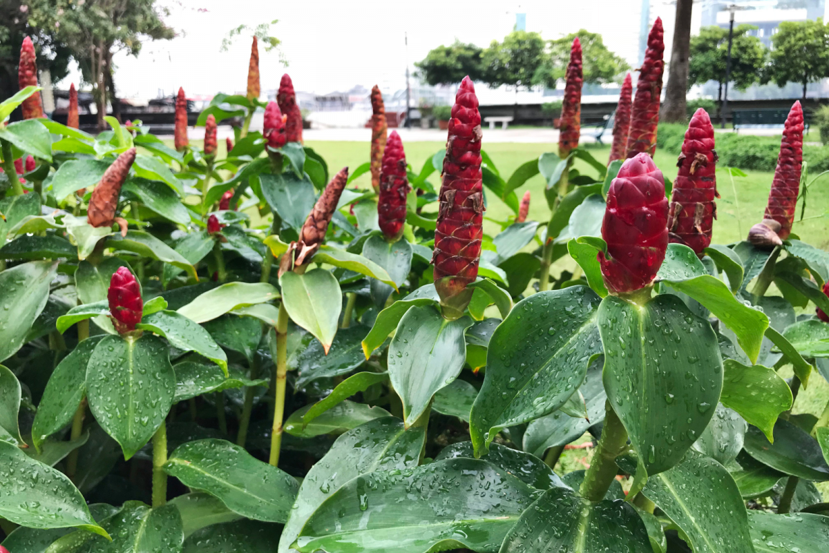 Shampoo Ginger Lily Everything You Need To Know