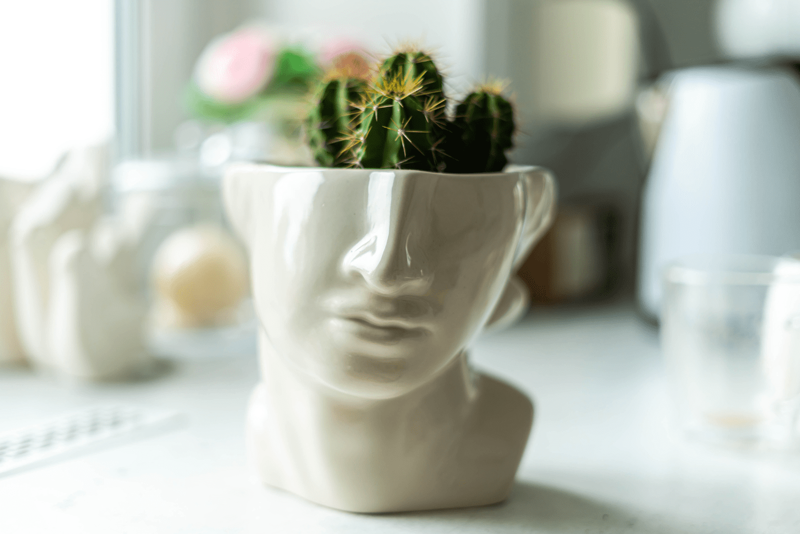 cacti plants in pots