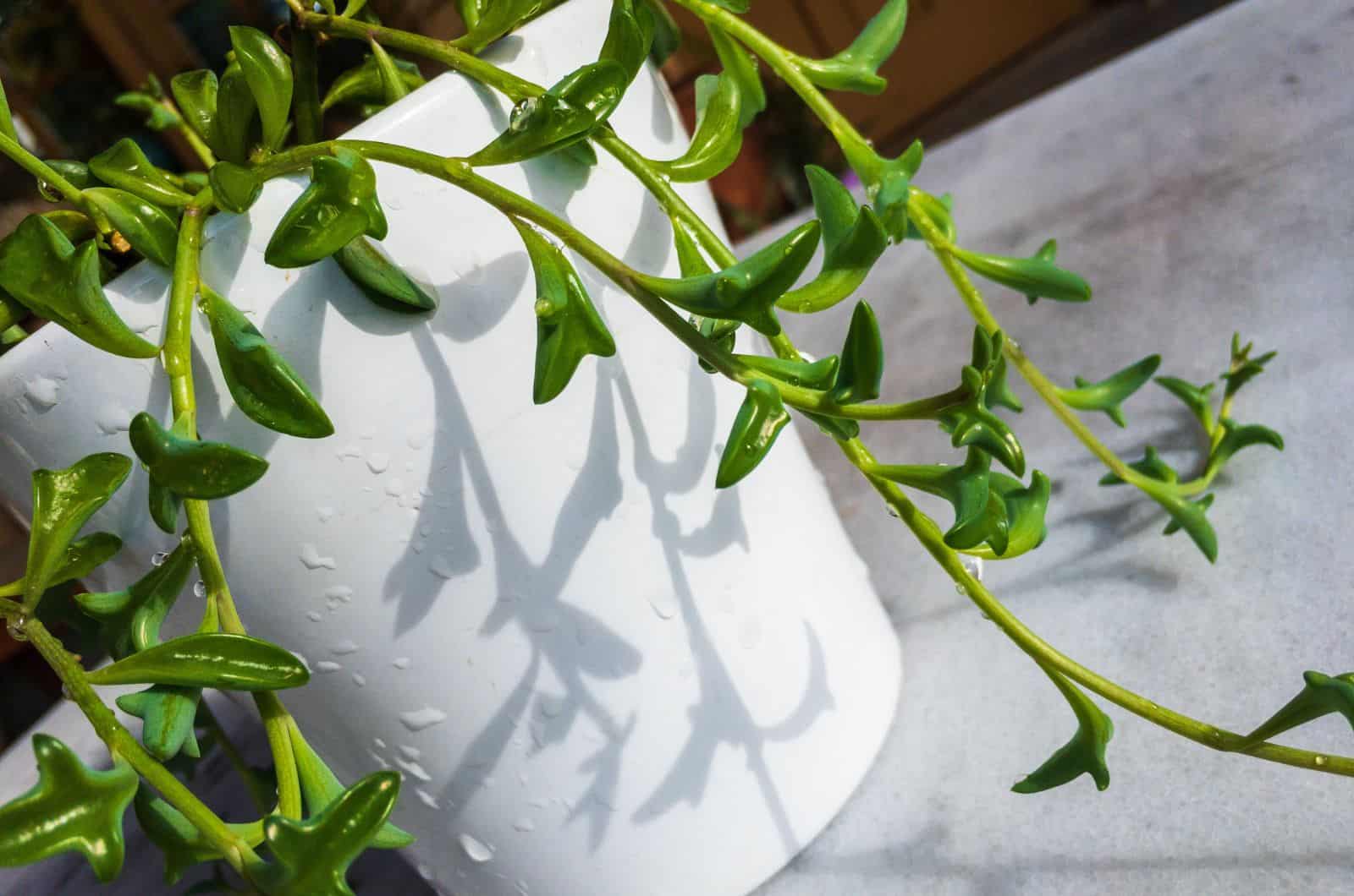 close shot of String Of Dolphins in white pot
