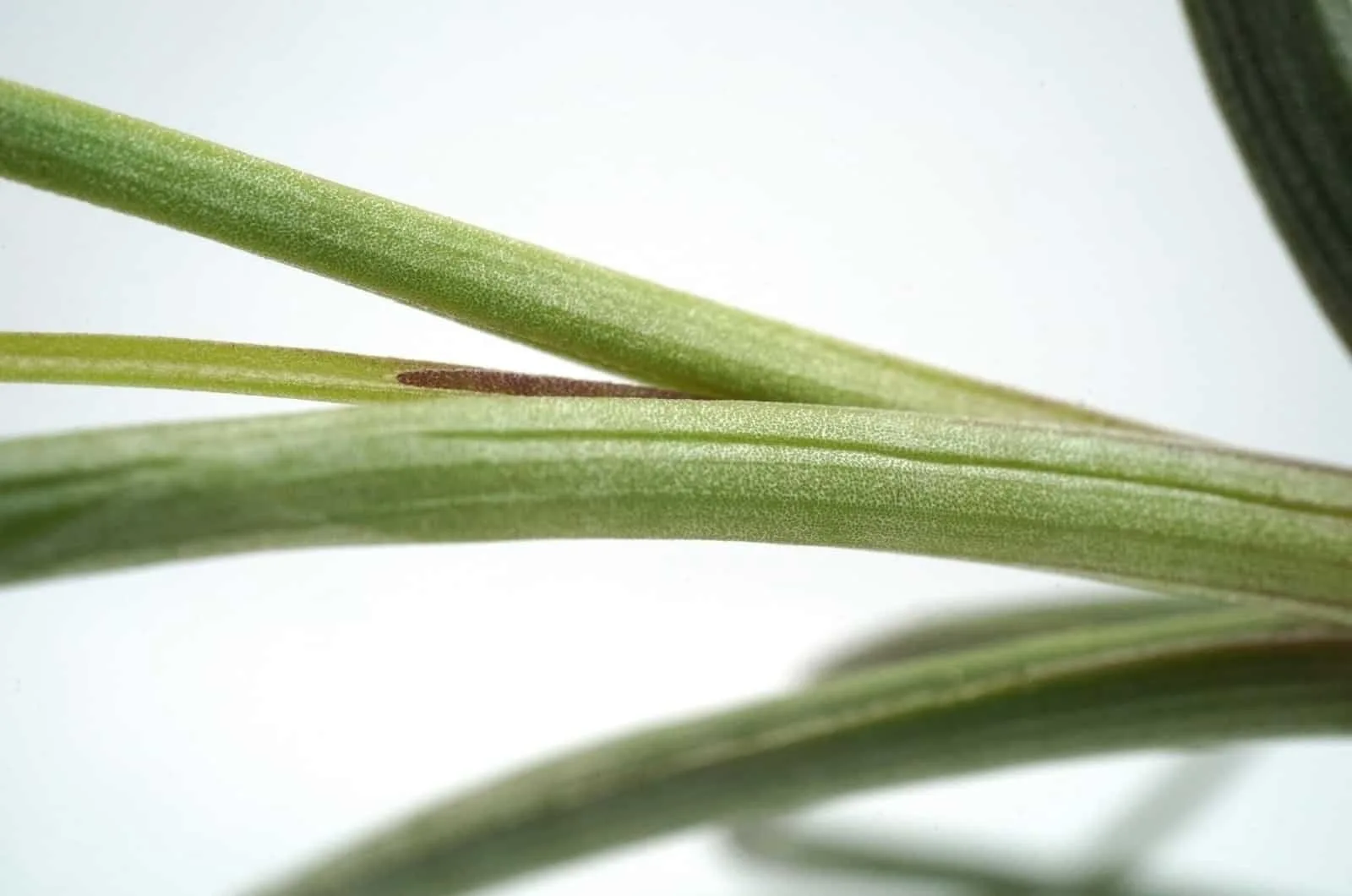 close-up of Tillandsia Bulbosa plant
