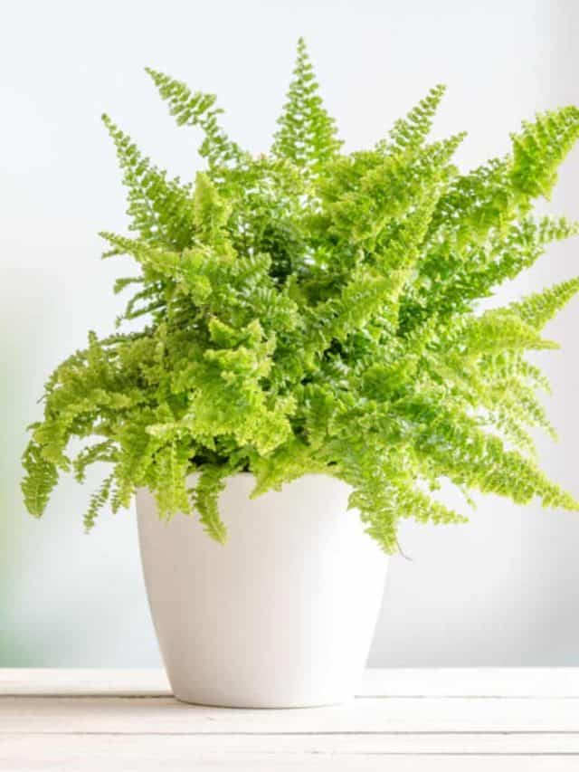 All You Need To Know About Fluffy Ruffle Fern Care