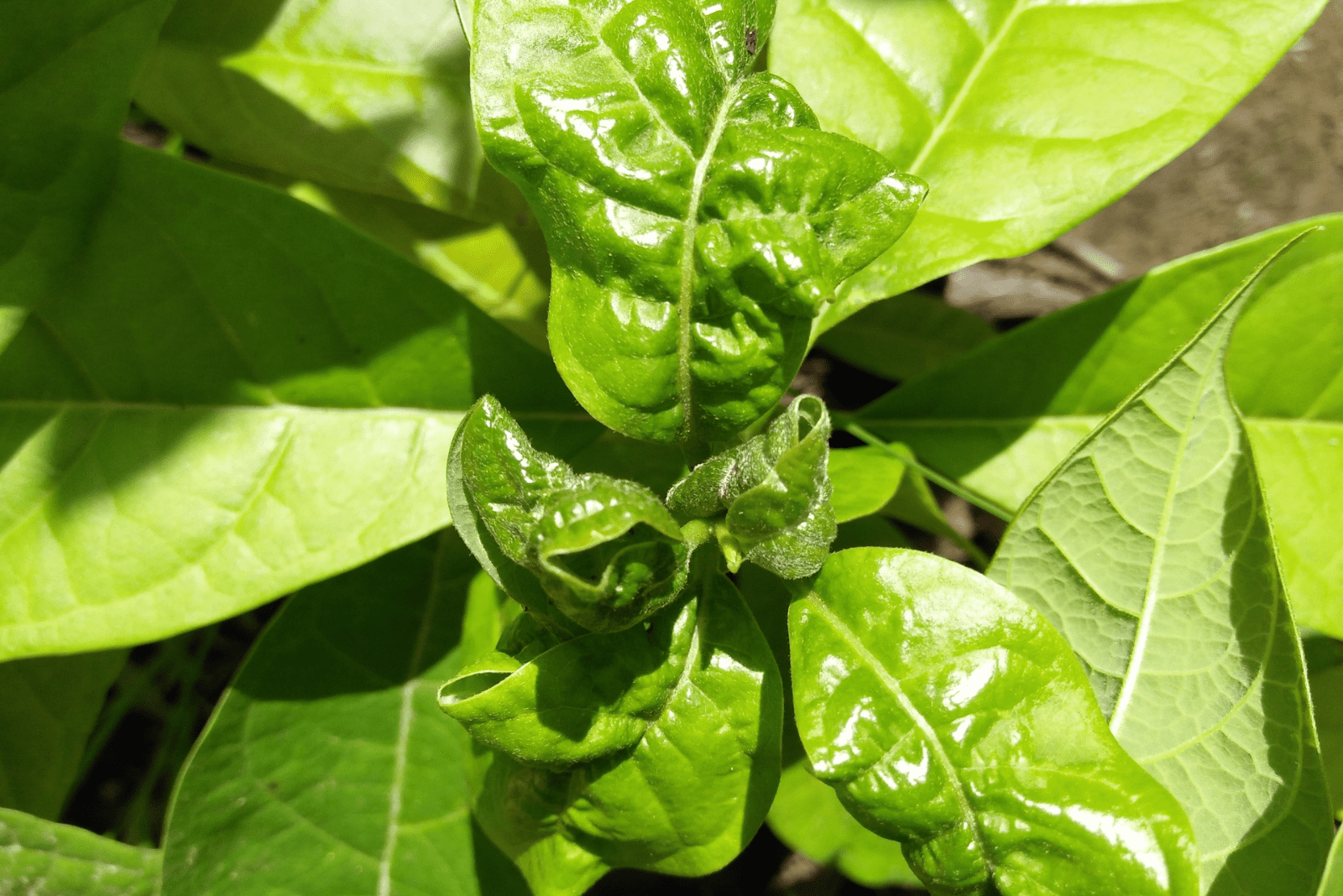 curly avocado leaves