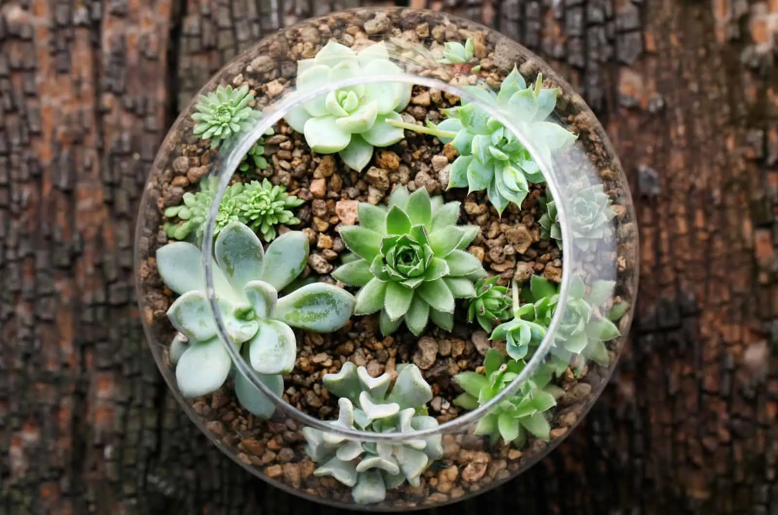 cute Succulent Terrarium