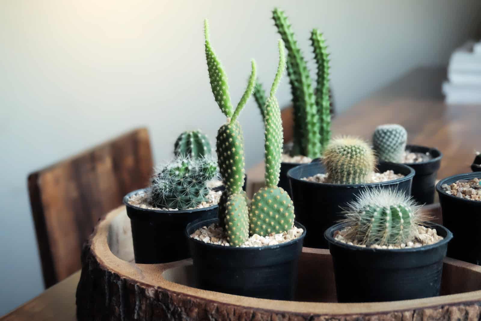 different kind of cactus in pots