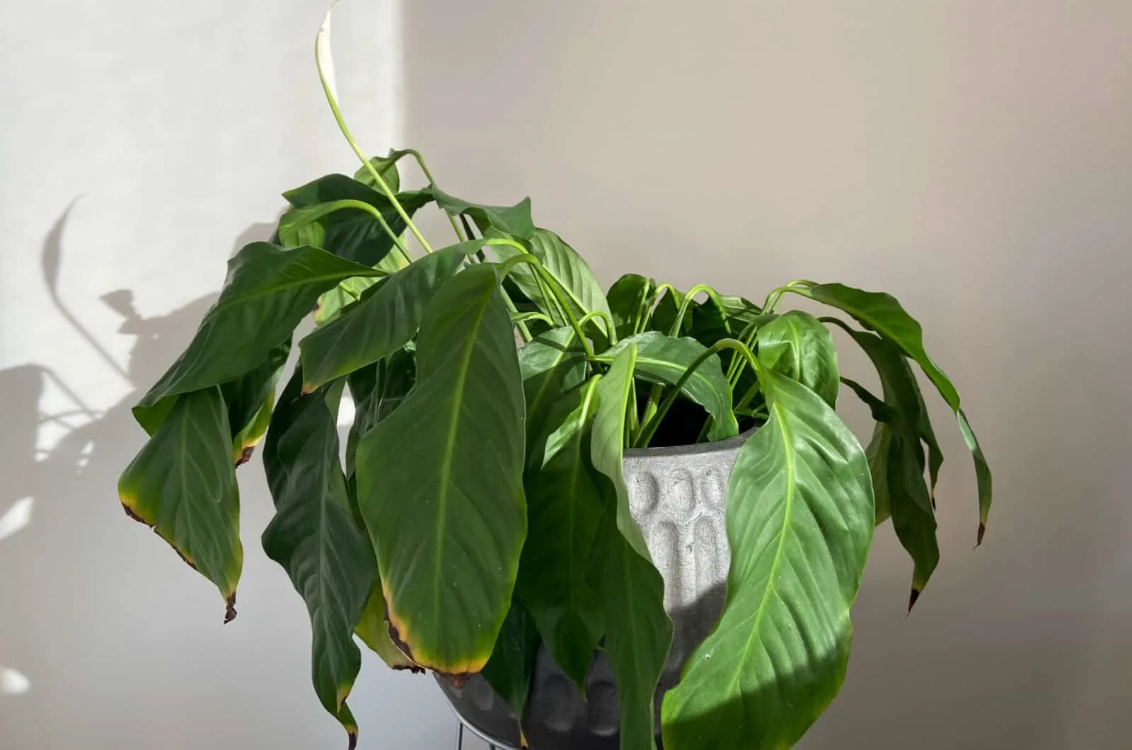 drooping peace lily