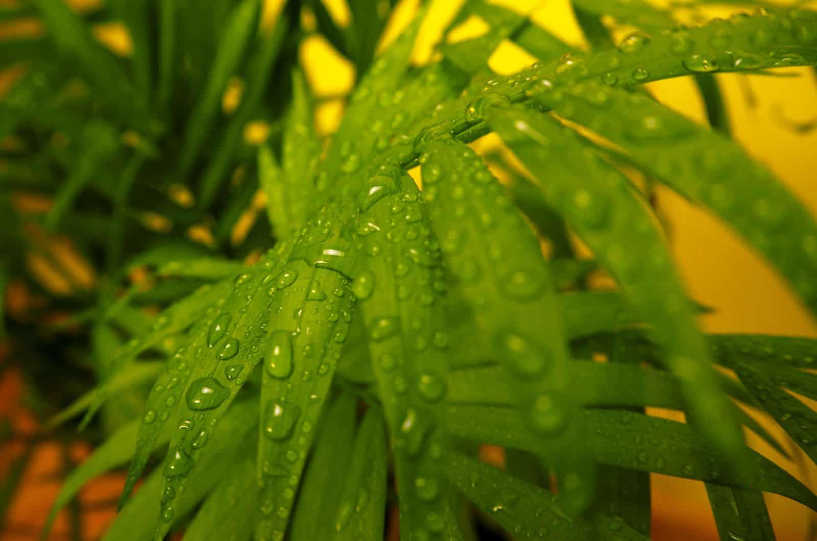 drops of water pn palm leaf