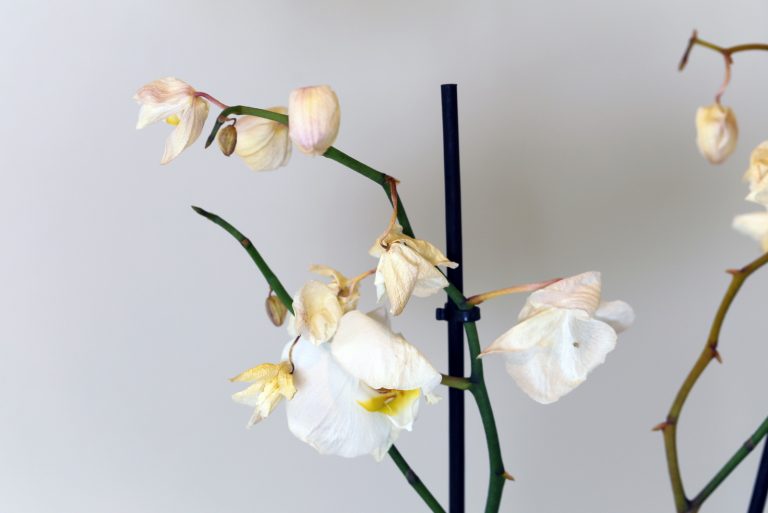 10 Causes Of An Orchid Stem Turning Yellow And How To Fix It
