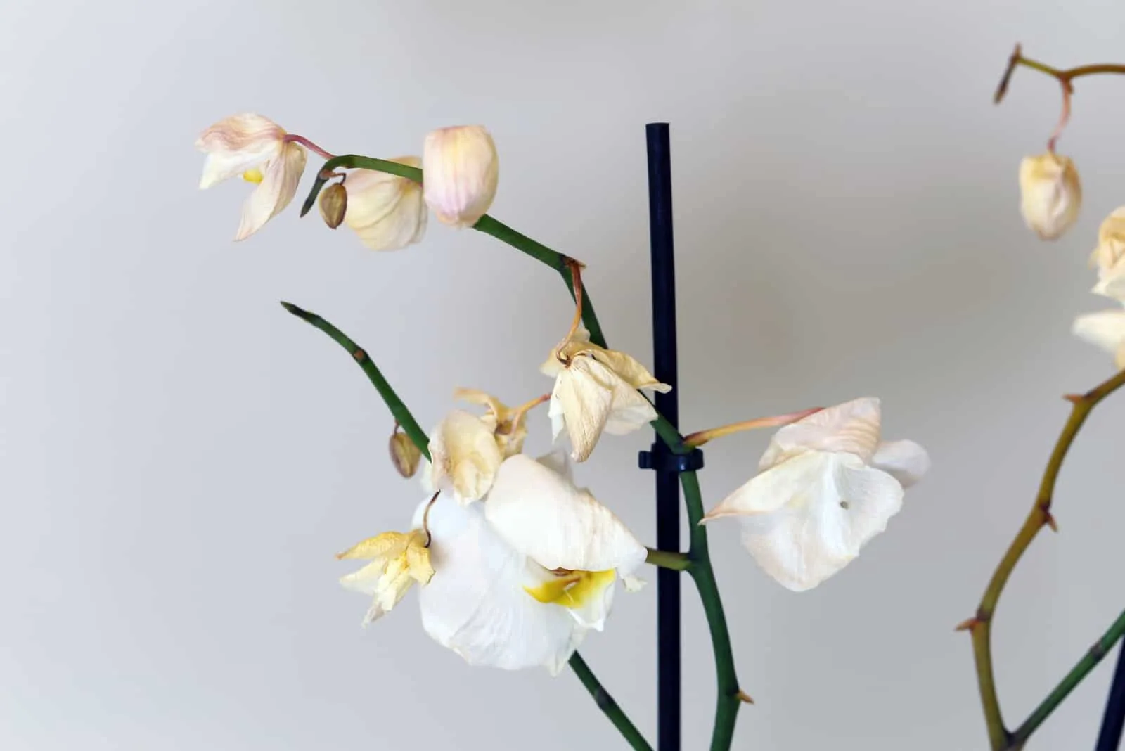 dying orchid plant