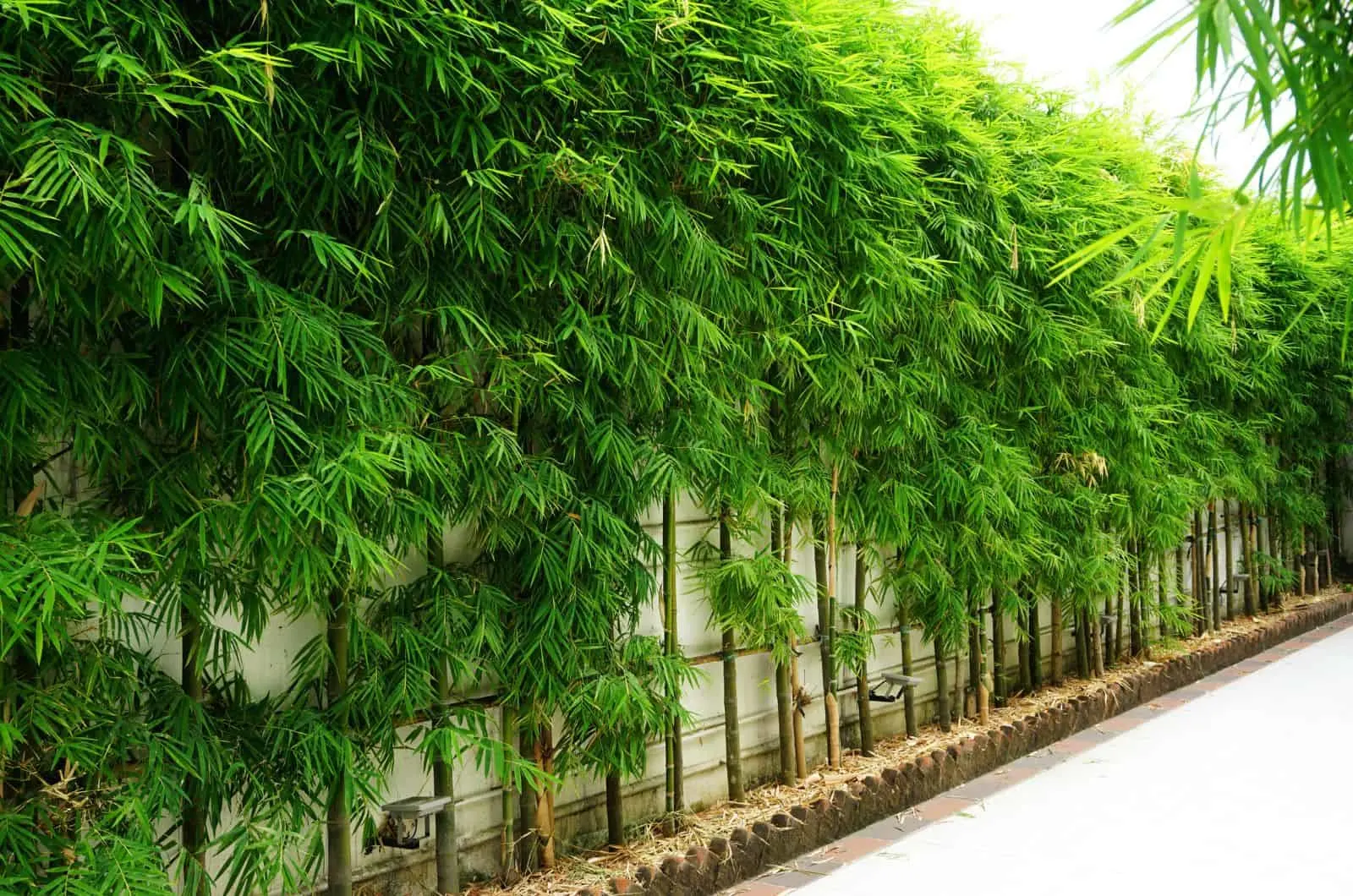 green Bamboo Hedge