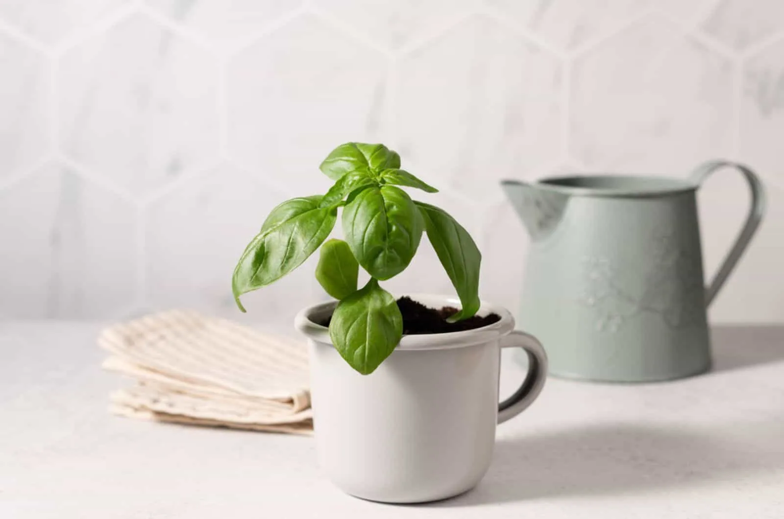 green basil plant in metal mug and vintage watercan