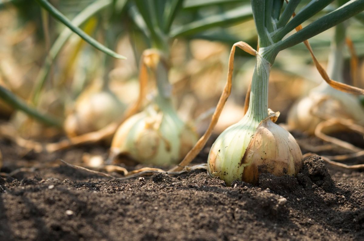 onion-roots-everything-you-need-to-know-right-here