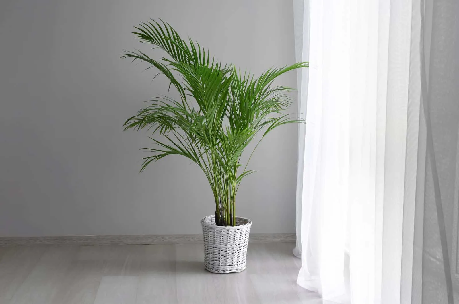indor palm tree in white pot