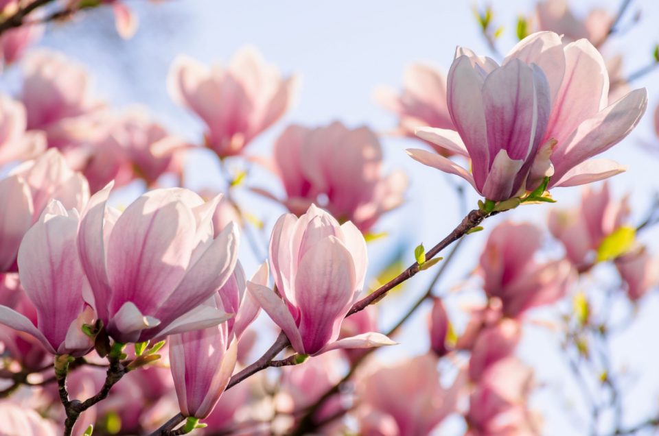 28 Breathtaking Chinese Flowers And What They Symbolize