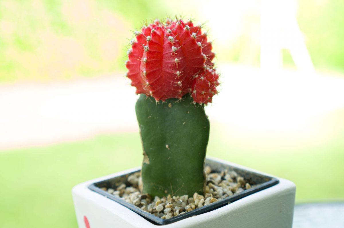 How Often To Water Cactus Indoors And Other Important Info