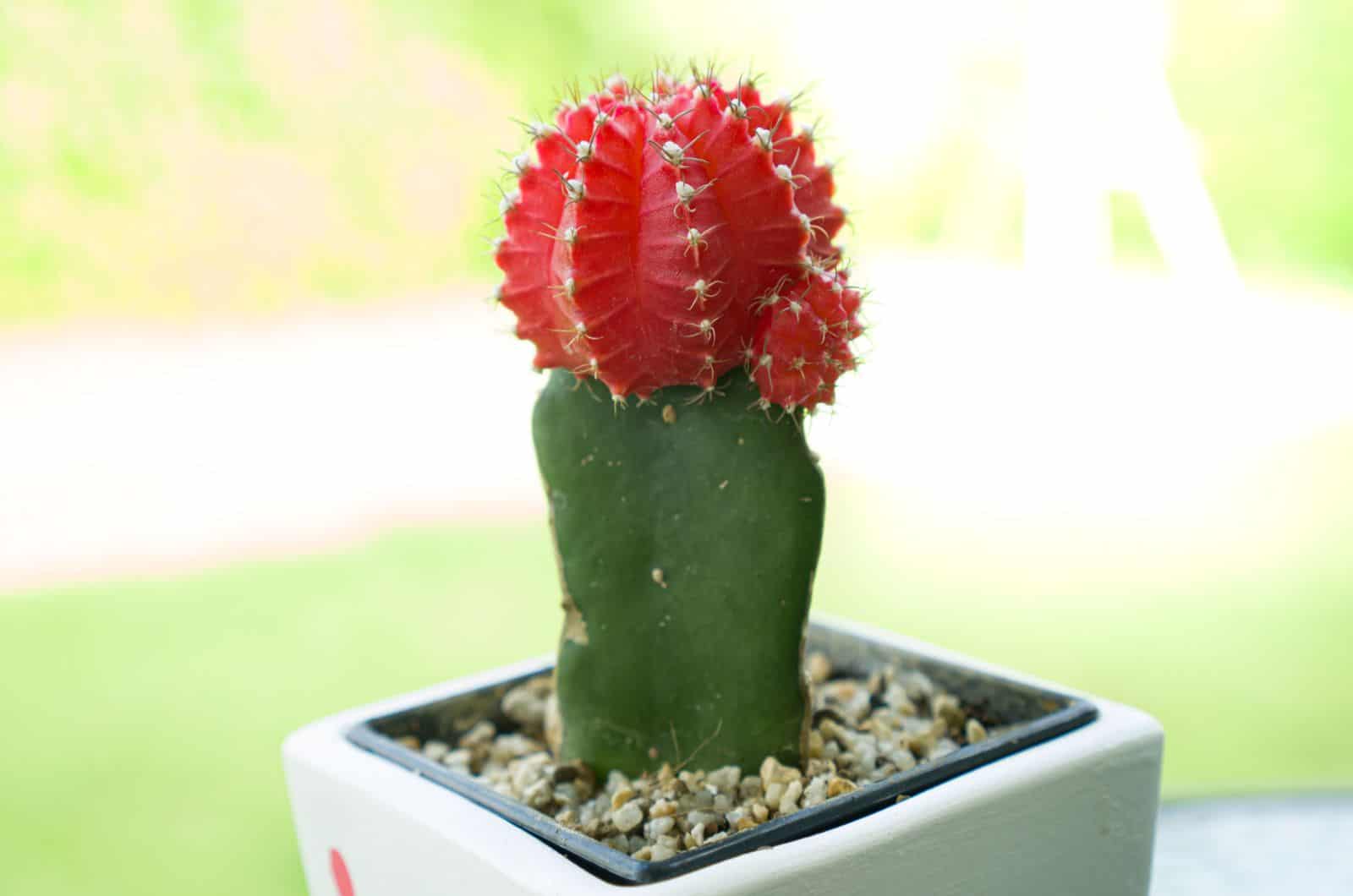 moon cactus in a pot