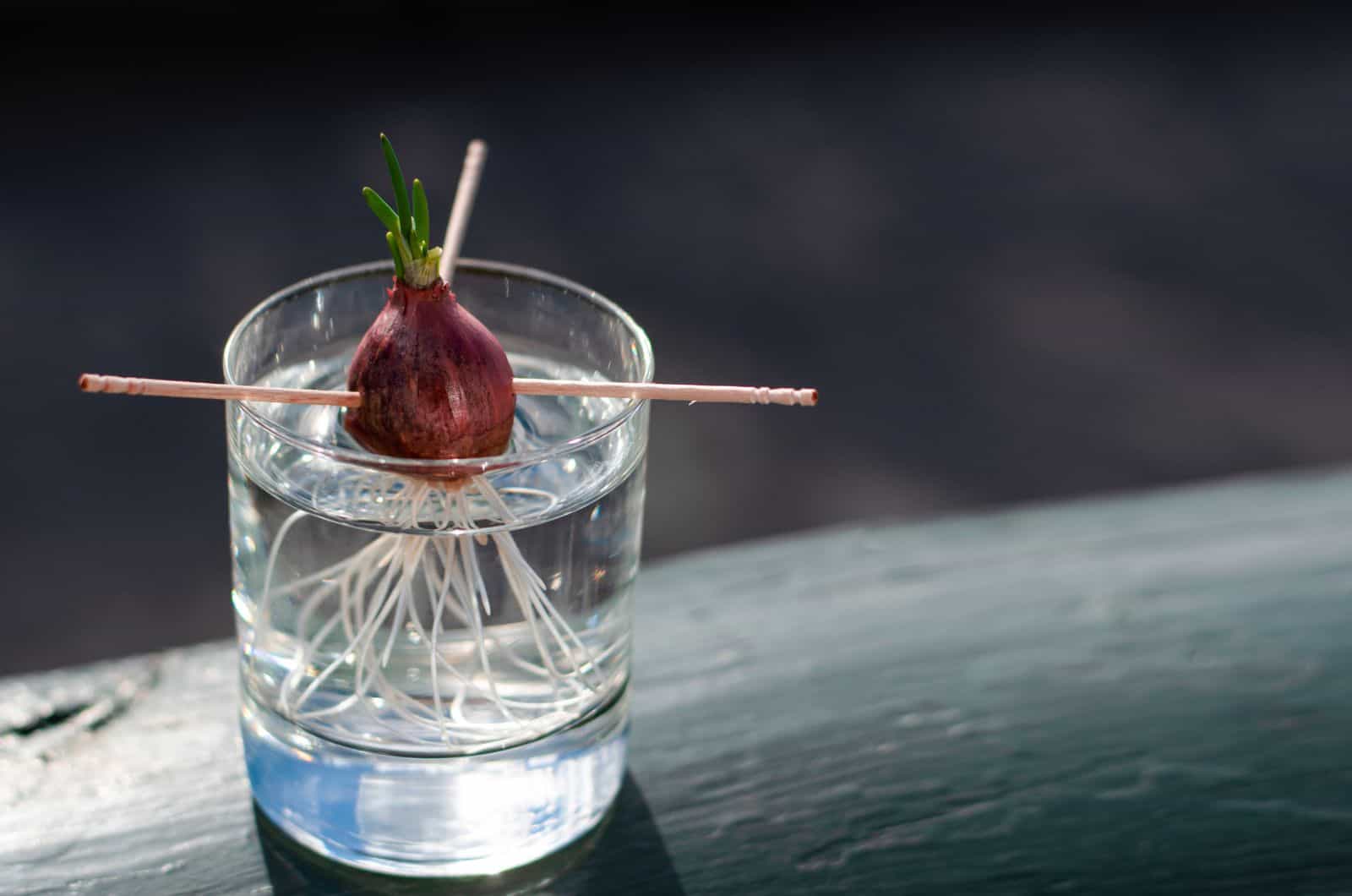 onion in glass of water