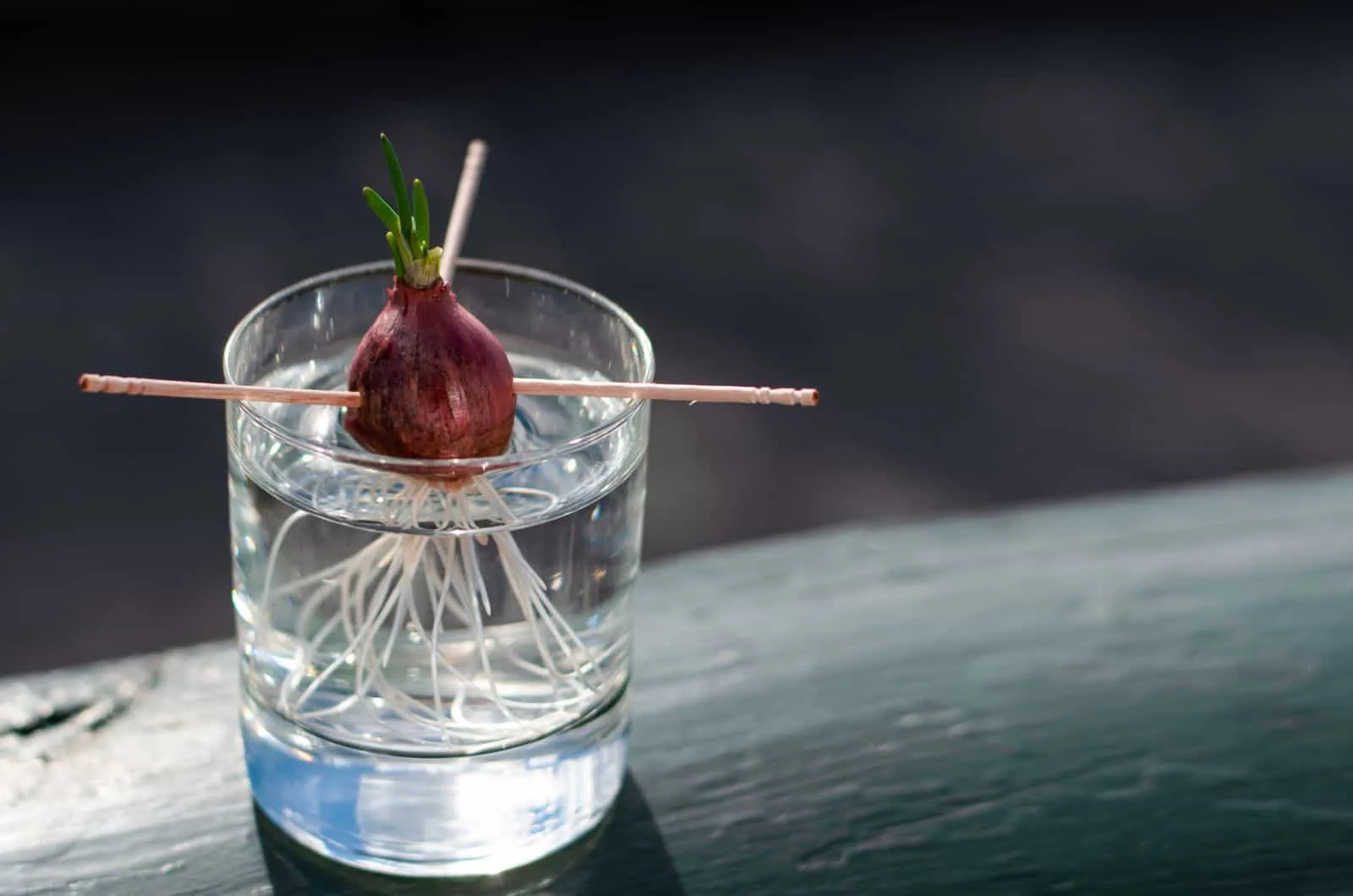 onion in glass of water
