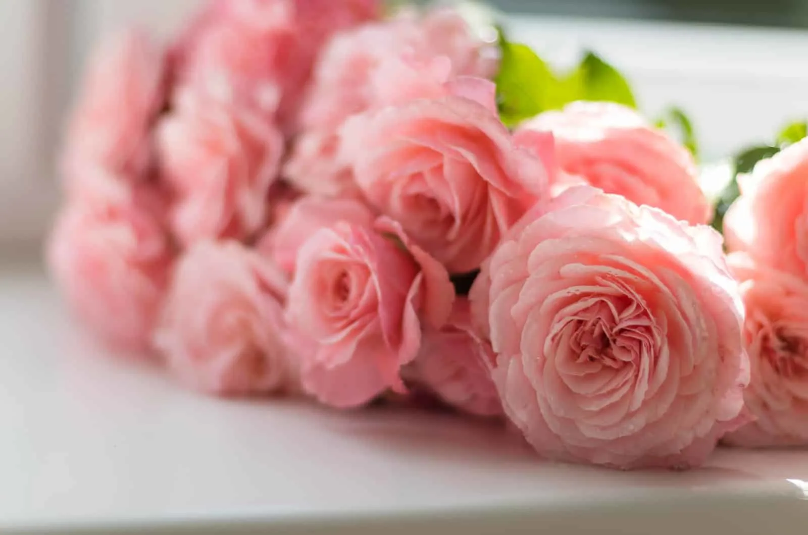 pink peonies