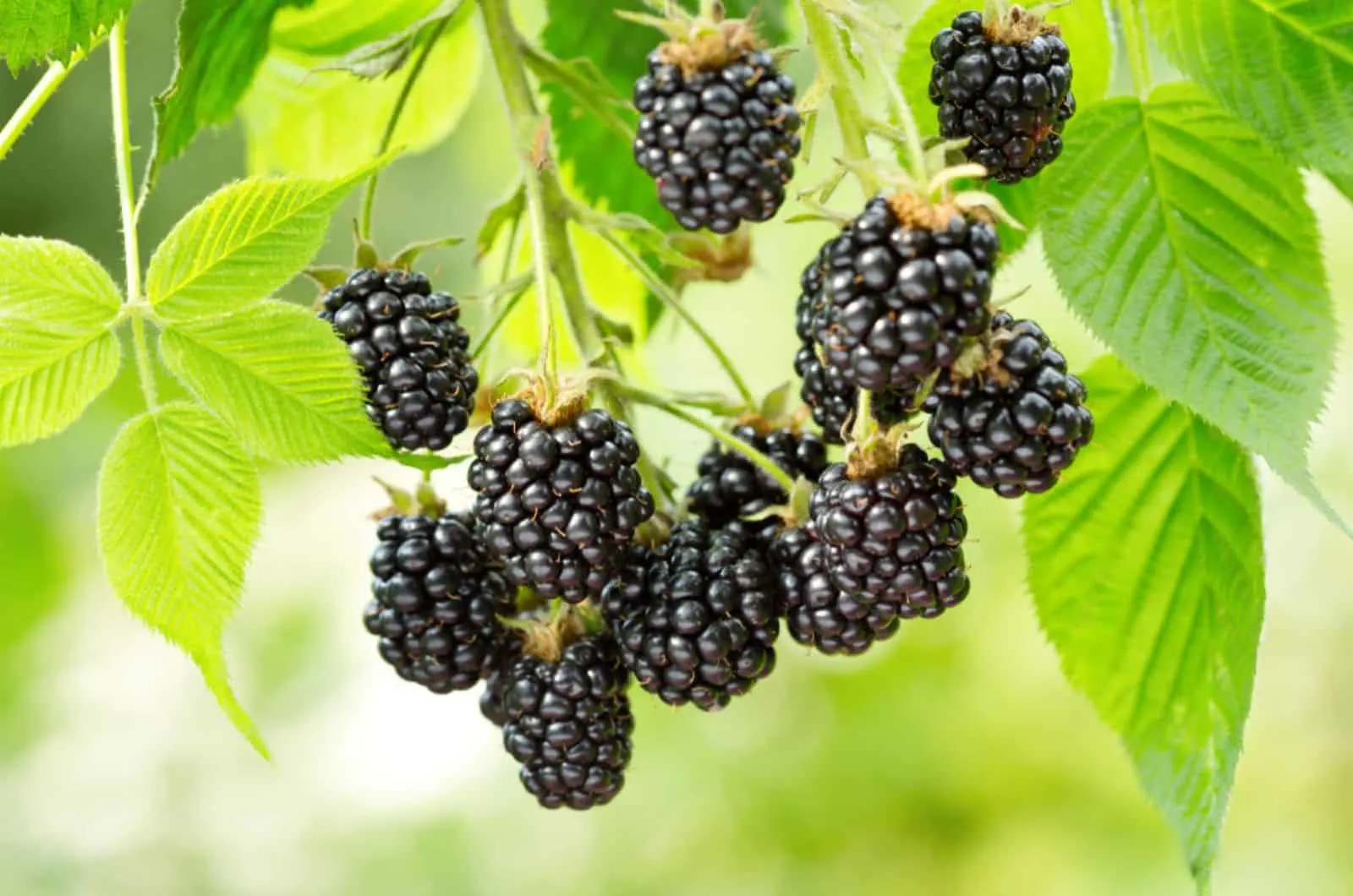 ripe blackberry in a garden
