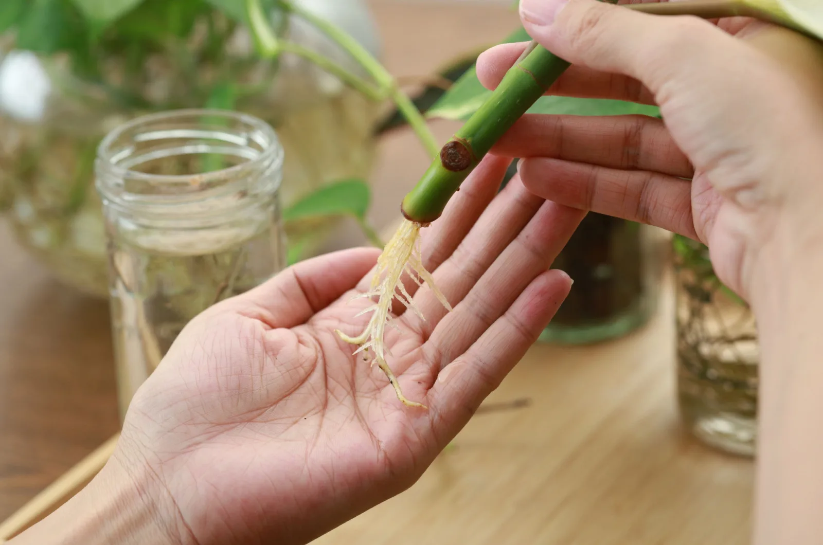 root cutting for propagation