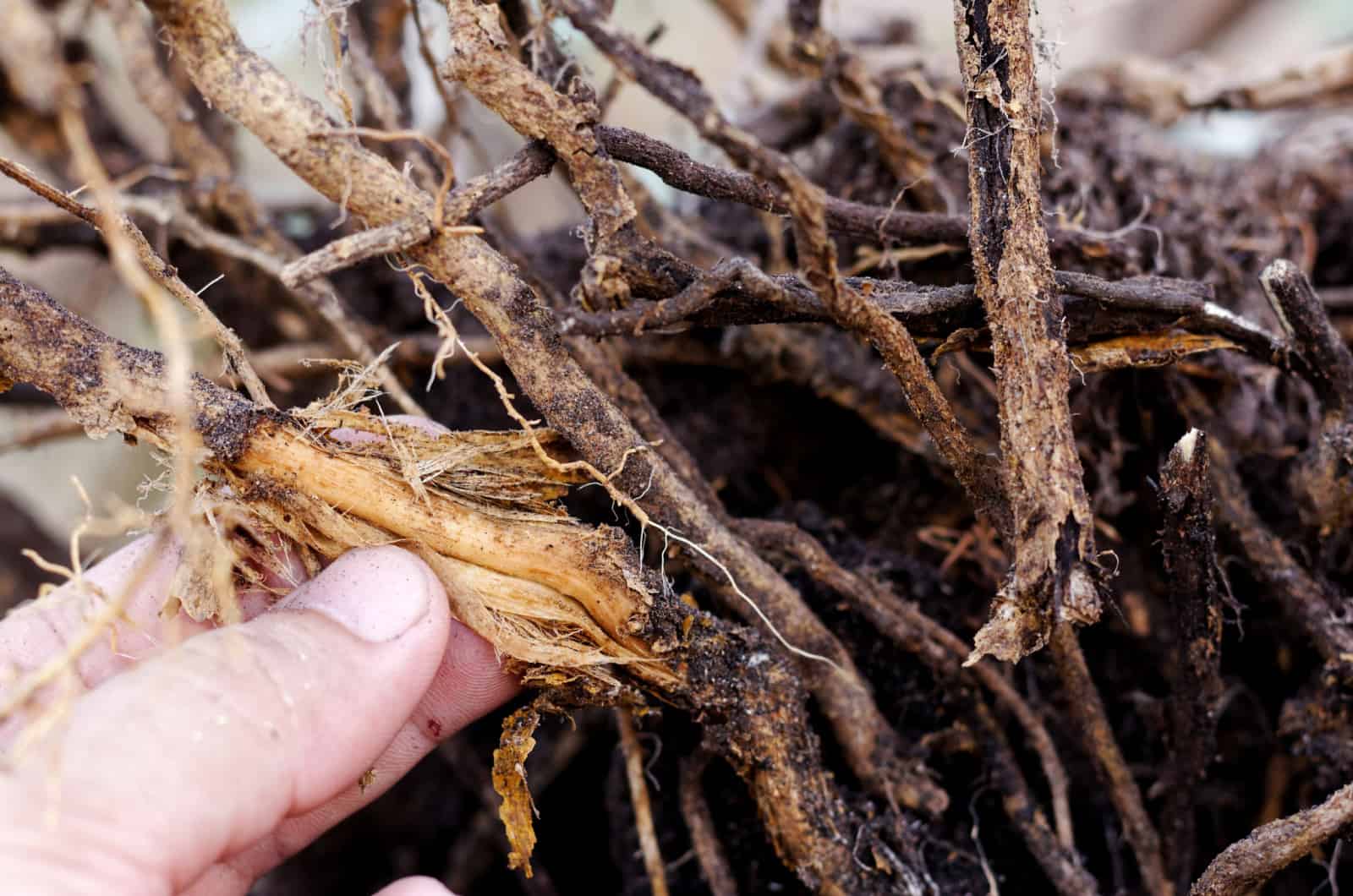 root rot in plant