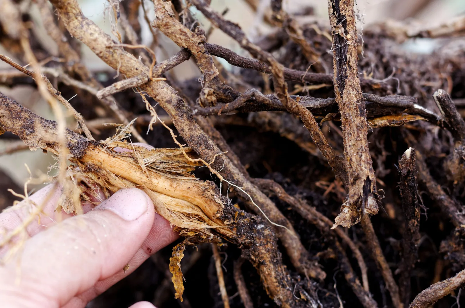 Root rot spider plant