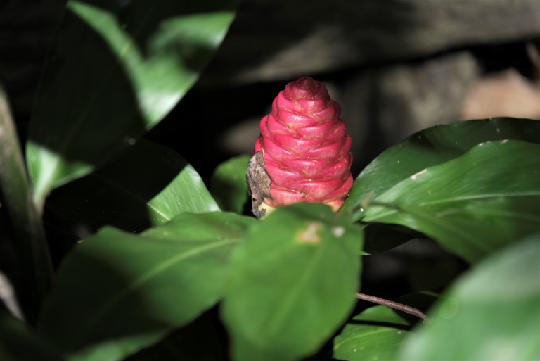 Shampoo Ginger Lily Everything You Need To Know