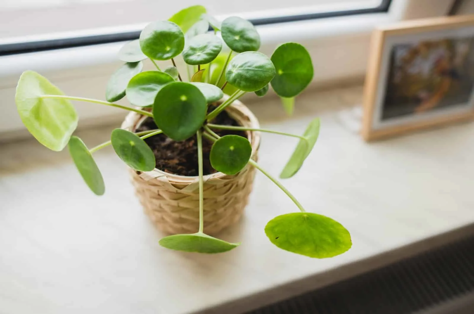 small Pilea Peperomioides plant