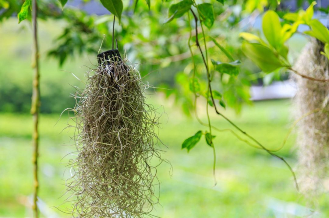 How To Care For Spanish Moss aka Tillandsia Usneoides