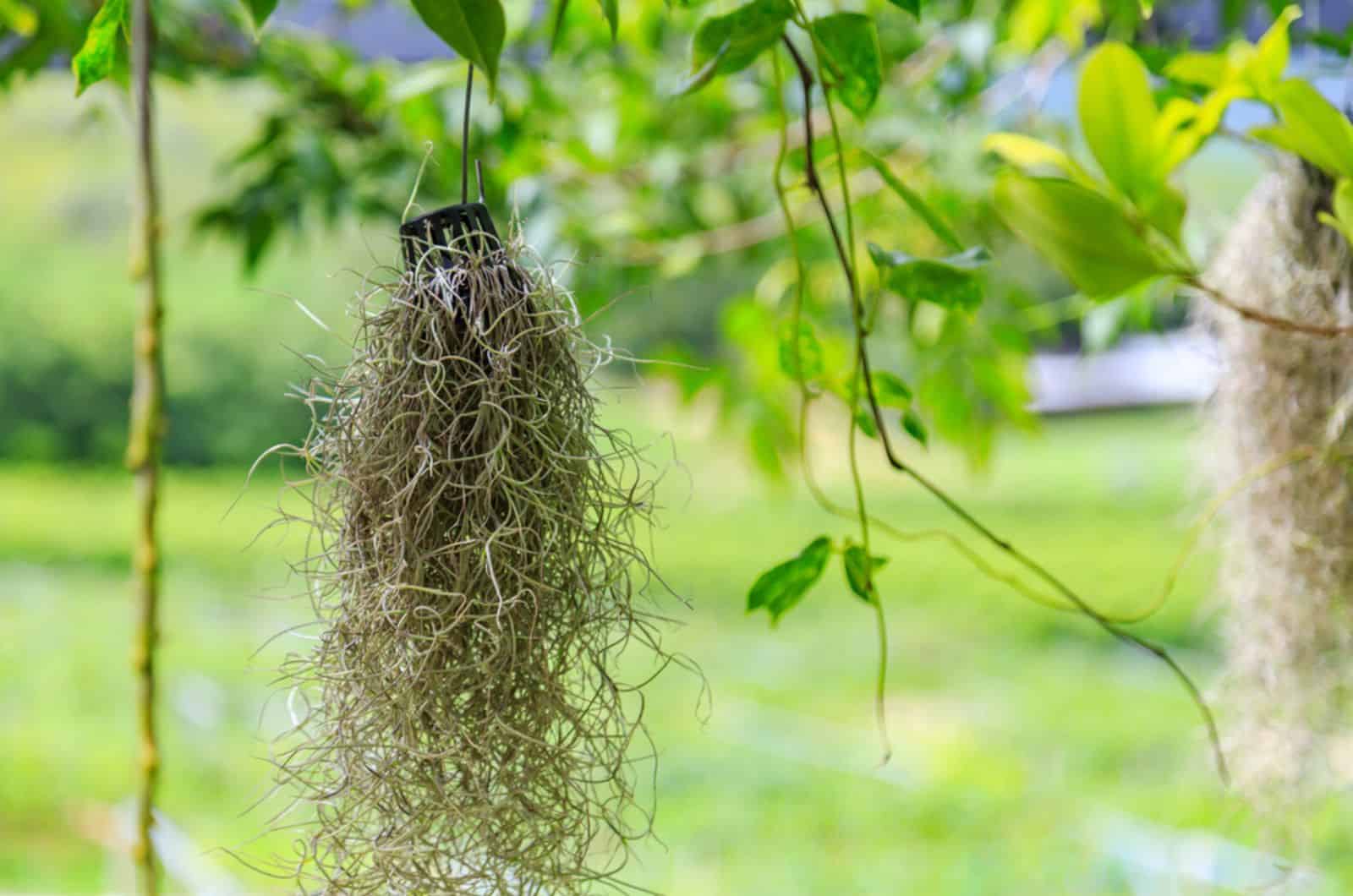 spanish moss or tillandsia usneoides with many roots hanging in the garden