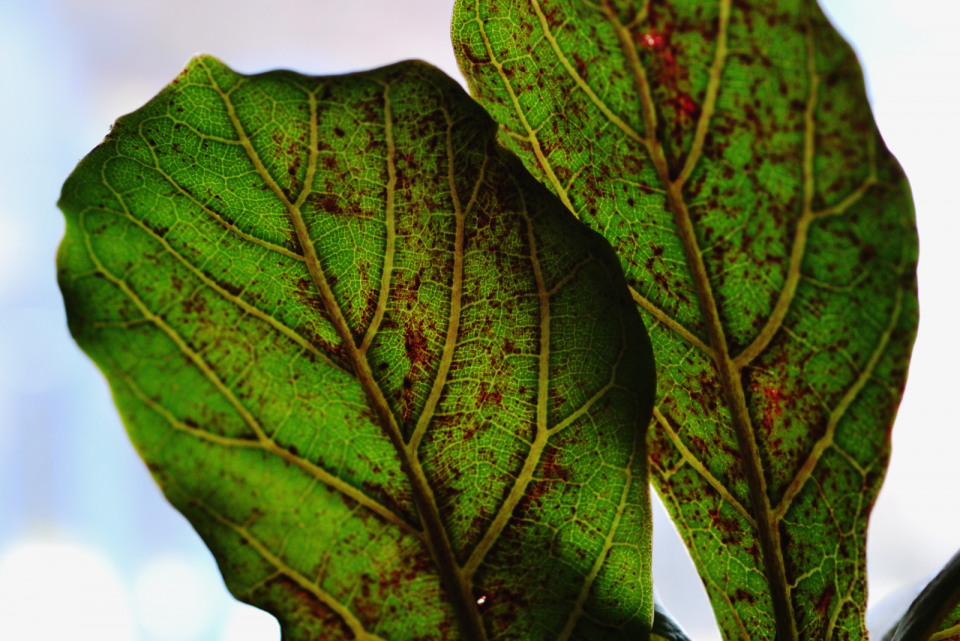 Fiddle Leaf Fig Problems How To Deal With Them