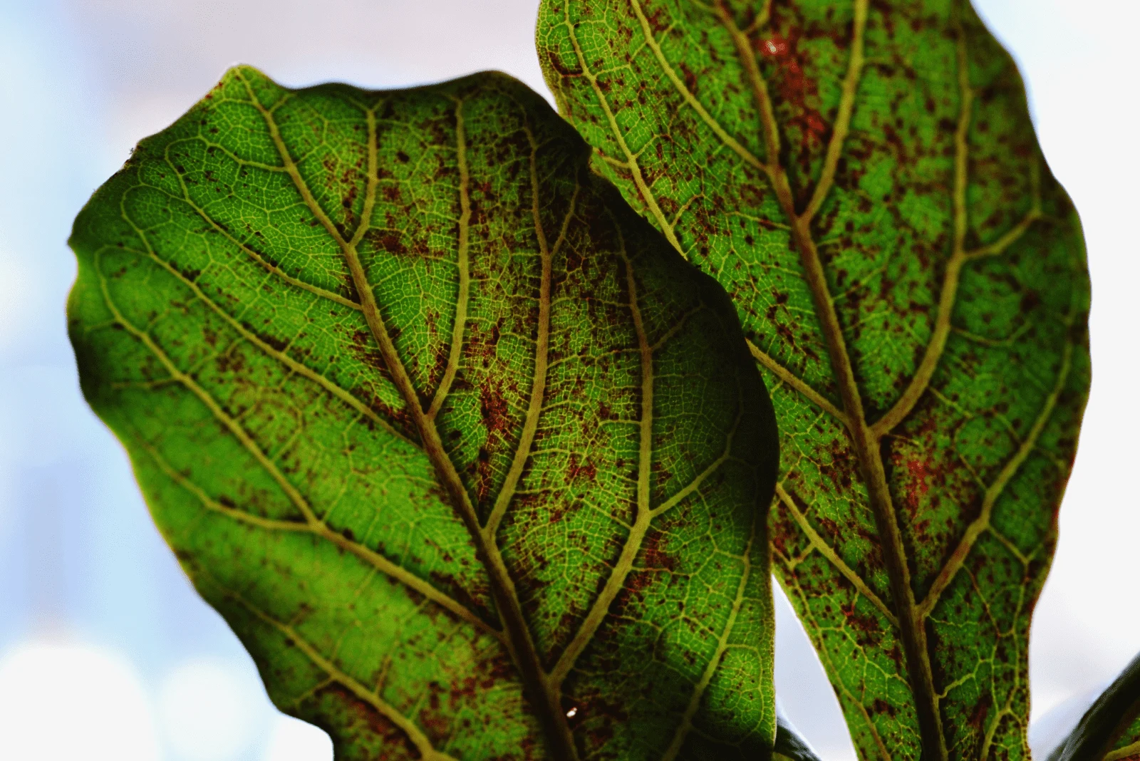 spots on leaves Fiddle Leaf Fig