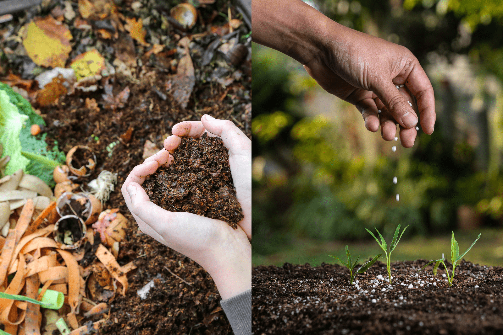 the difference between Compost vs Fertilizer
