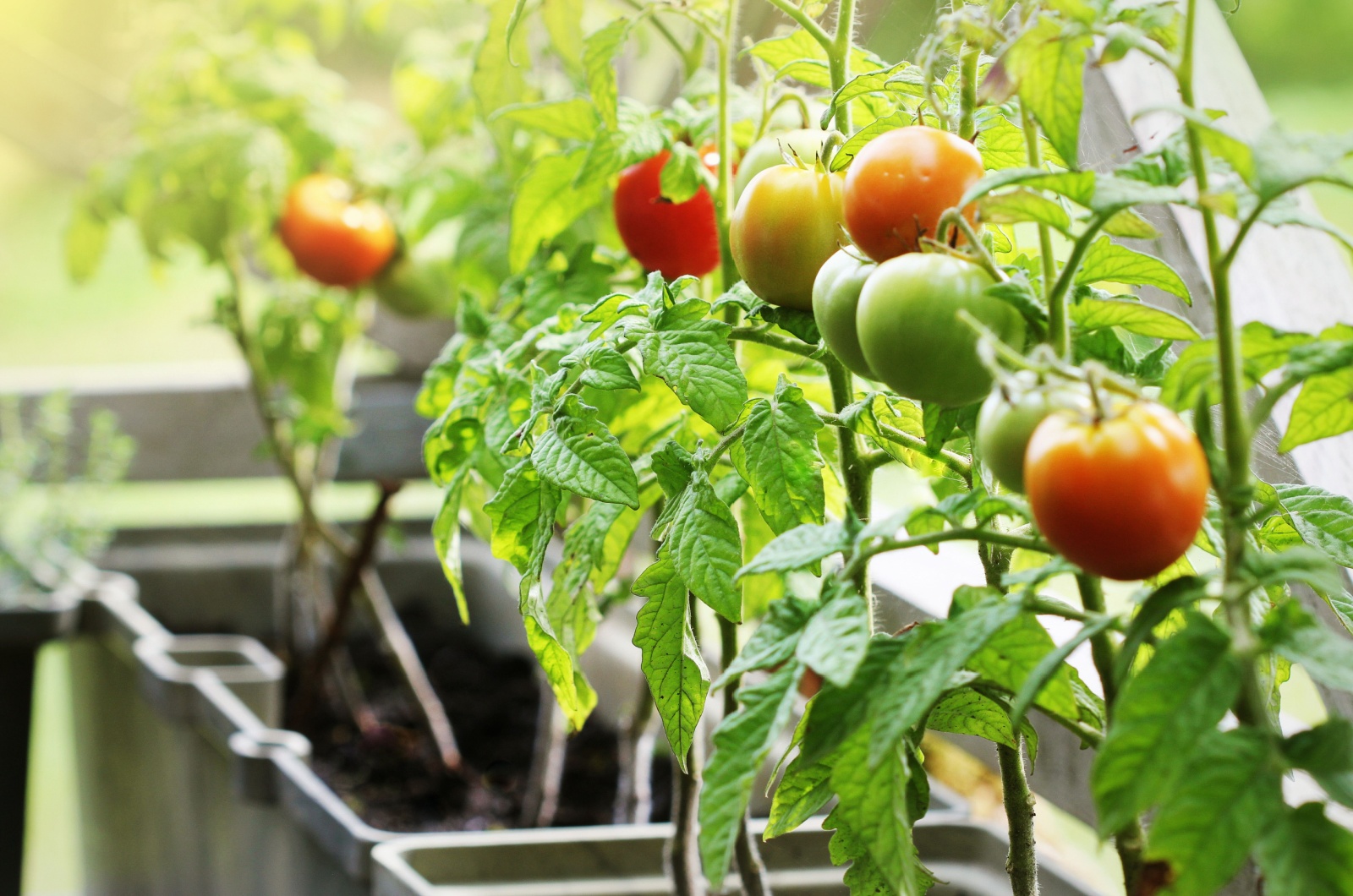 tomatoes in containers