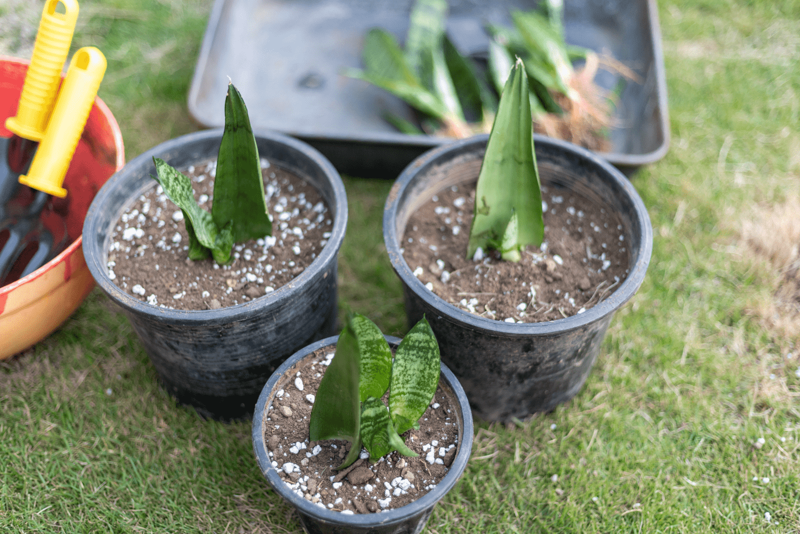 transplanted Snake Plant in black pots