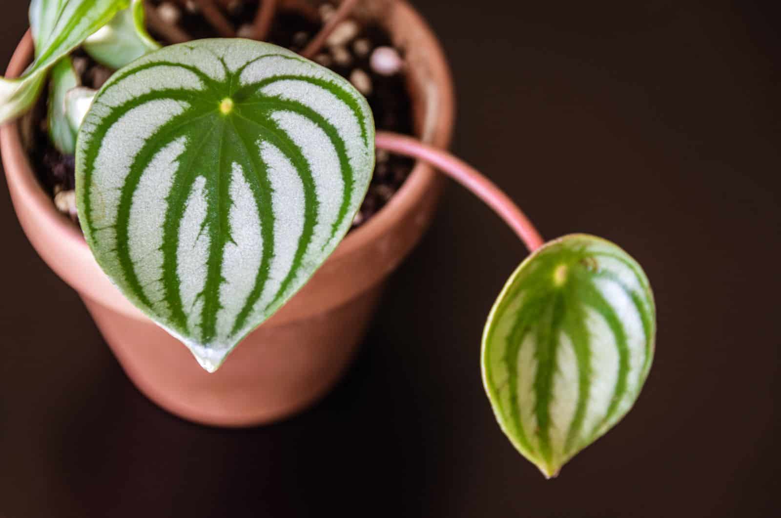 two Watermelon Peperomia leaves