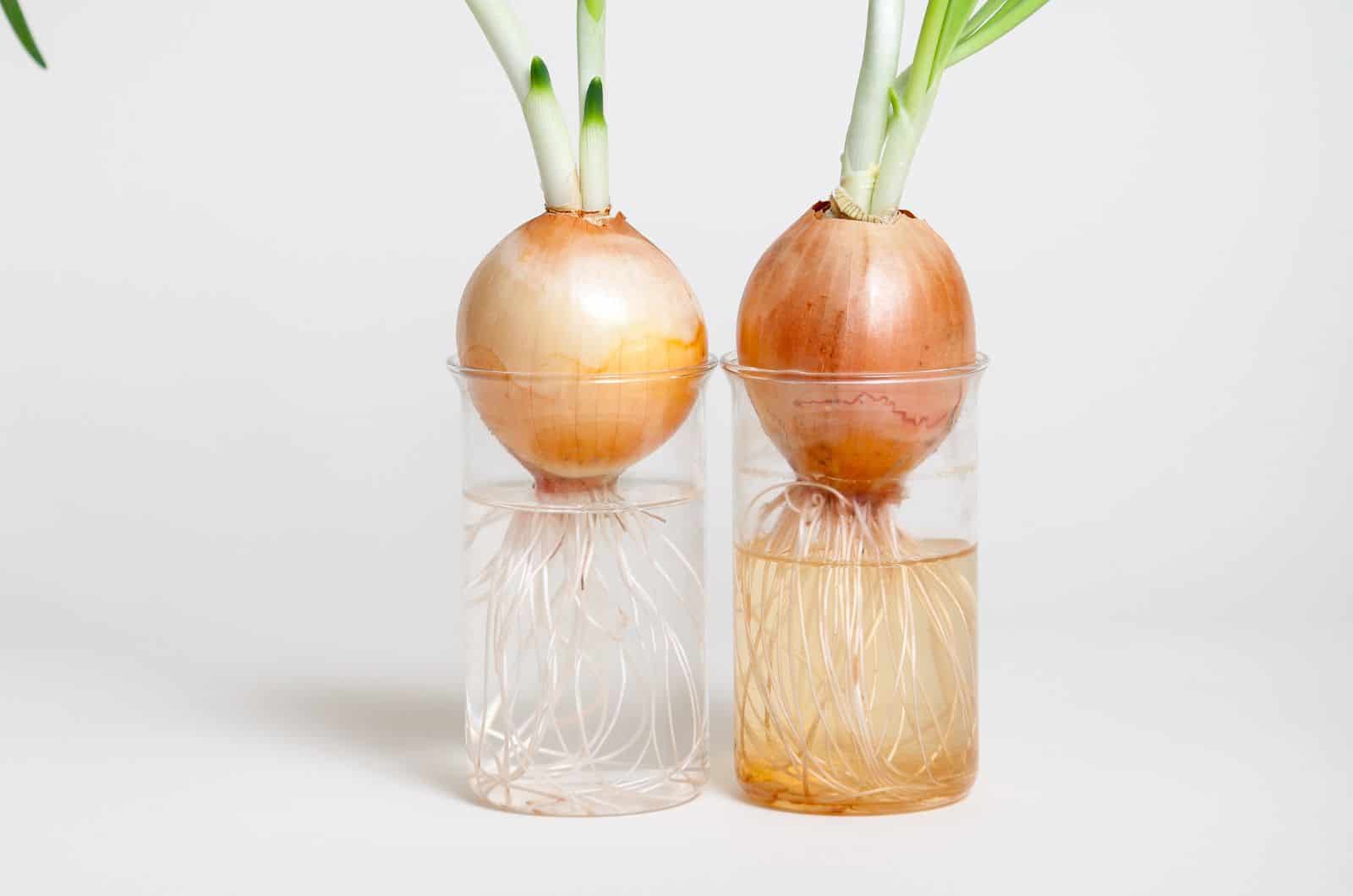 two onions in glasses
