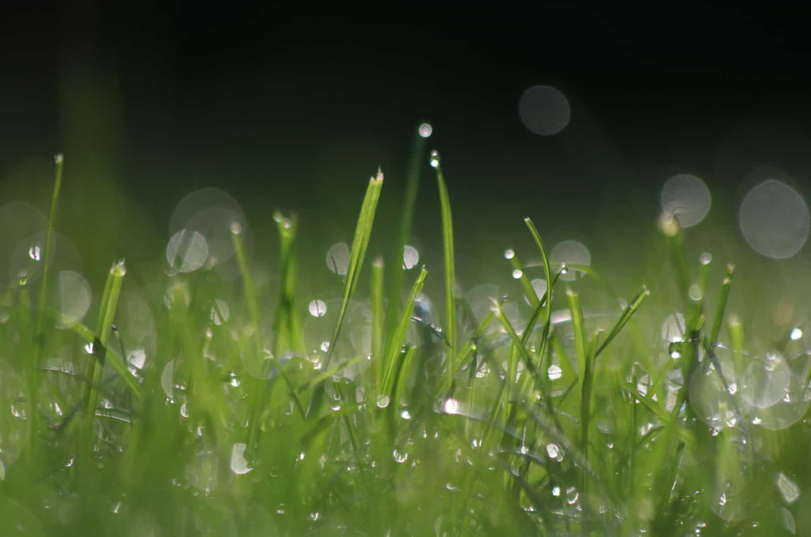wet grass after rain