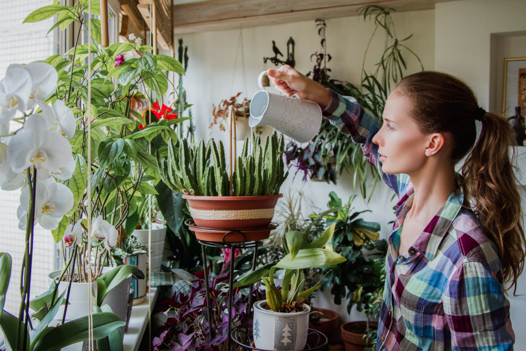 Is Watering Plants With Tea Such A Good Idea? Find Out Here!