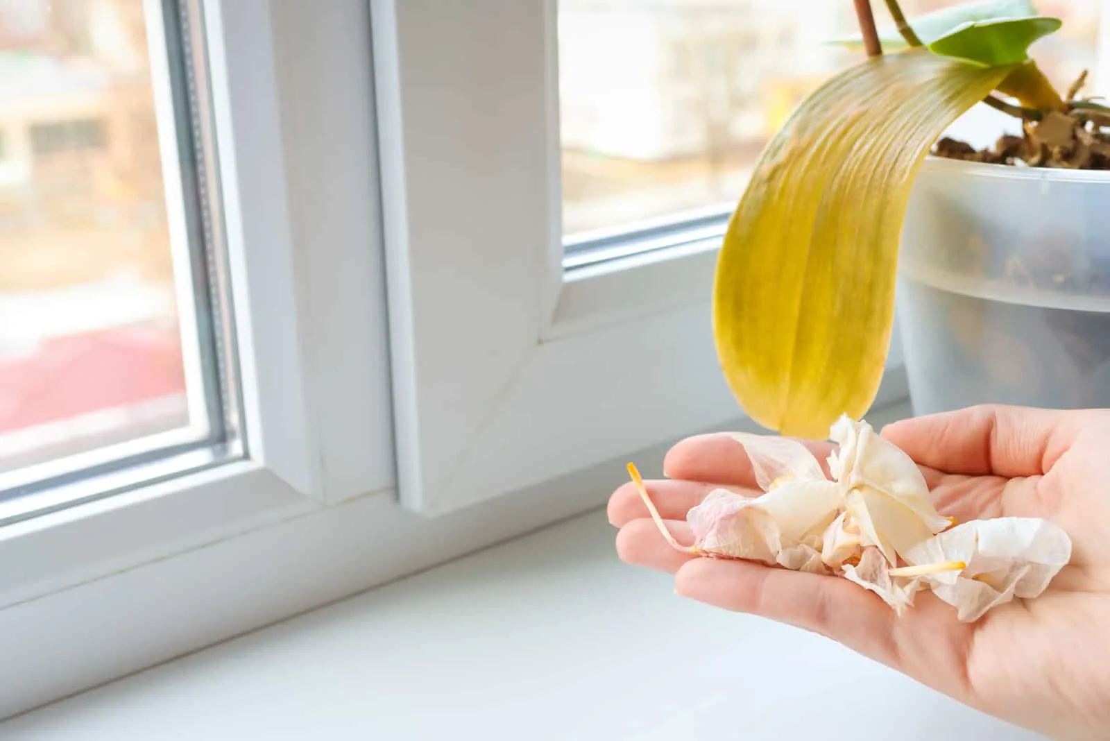 woman holding crumbling orchid flowers of dying plant on the window