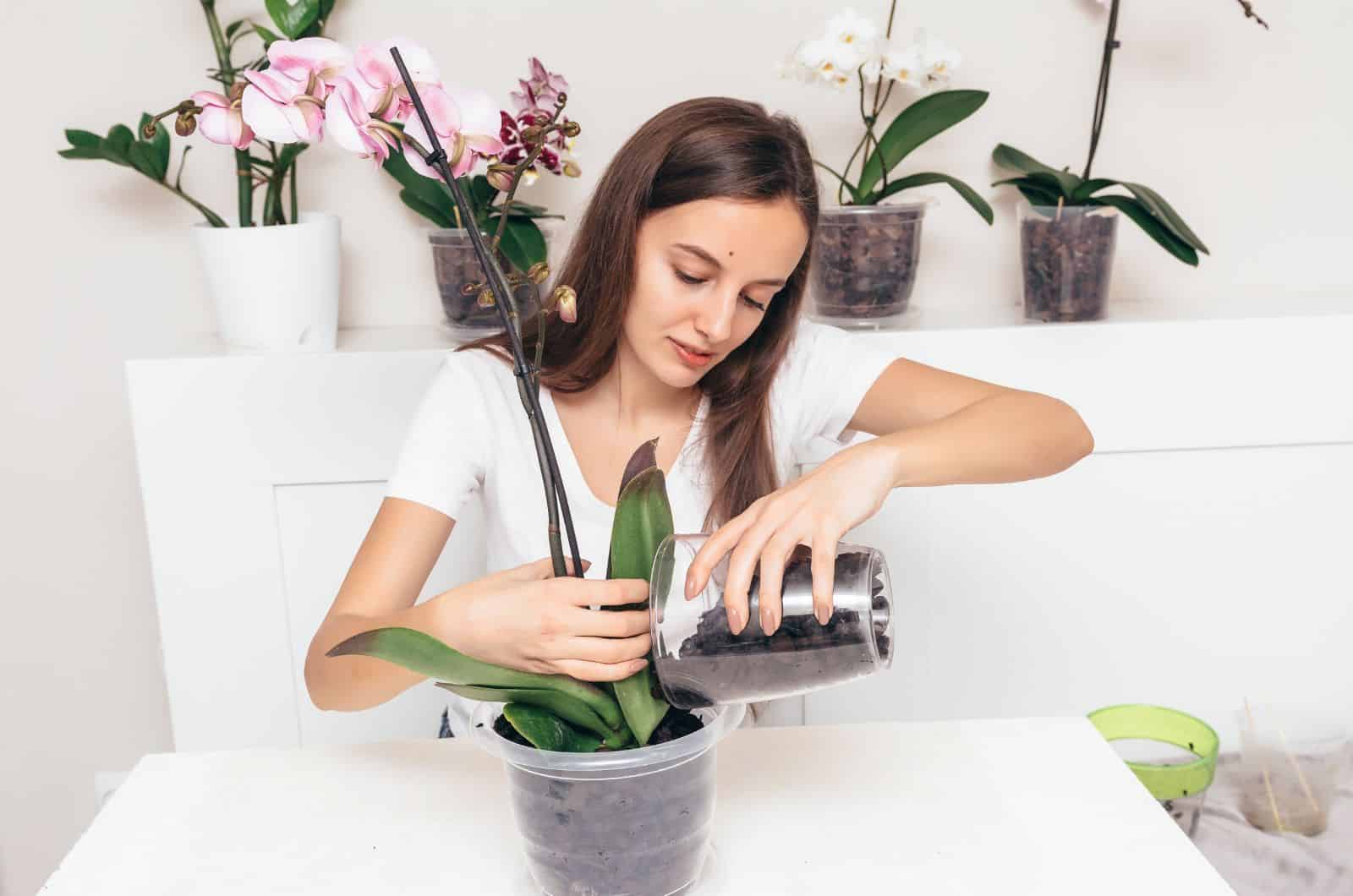 woman putting soil in Orchid