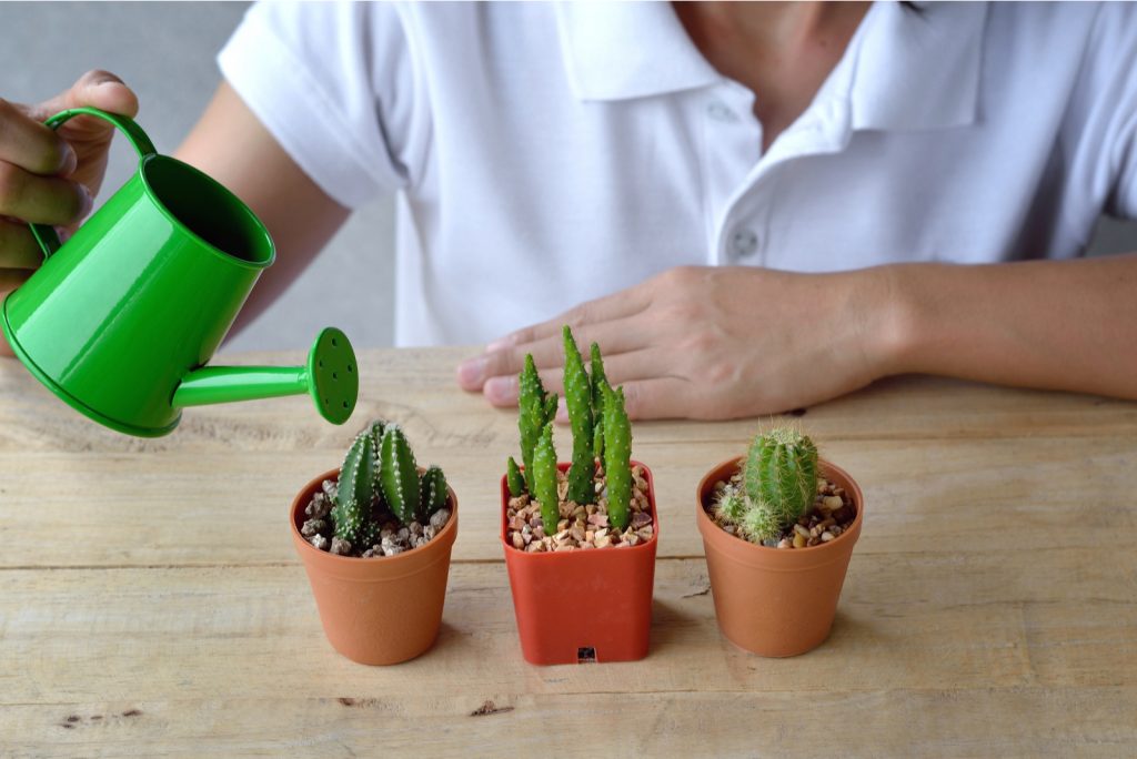 How Often To Water Cactus Indoors And Other Important Info
