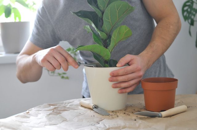 Signs Of An Overwatered Fiddle Leaf Fig And How To Save One